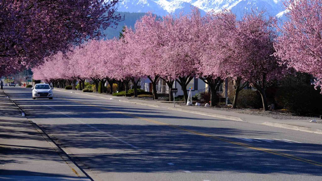 B&B Family Lavender Farm photo 6