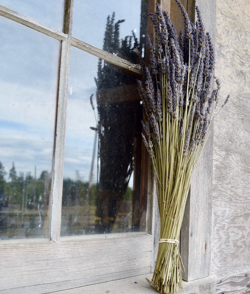 What Kind of Lavender can you eat? B&B Family Farm, Sequim