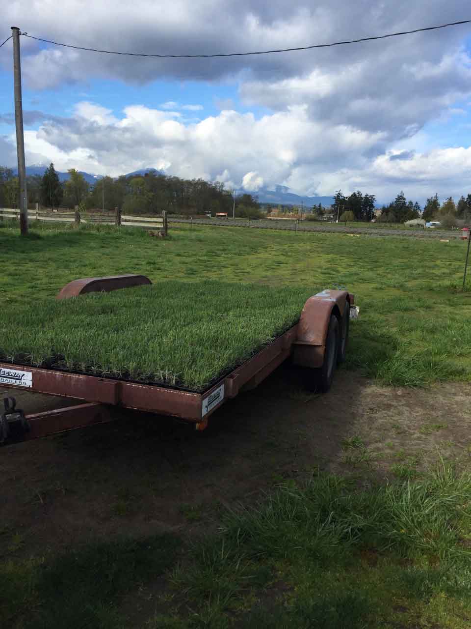 Flats of Lavender on Trailer