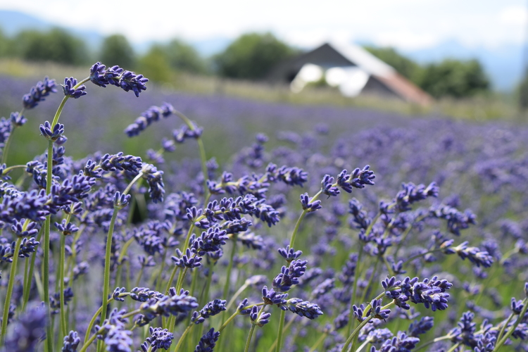 Folgate Lavender Blooming