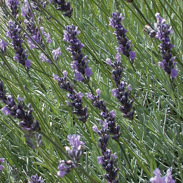 Dried Grosso Lavender Bundles – Meli's Lavender