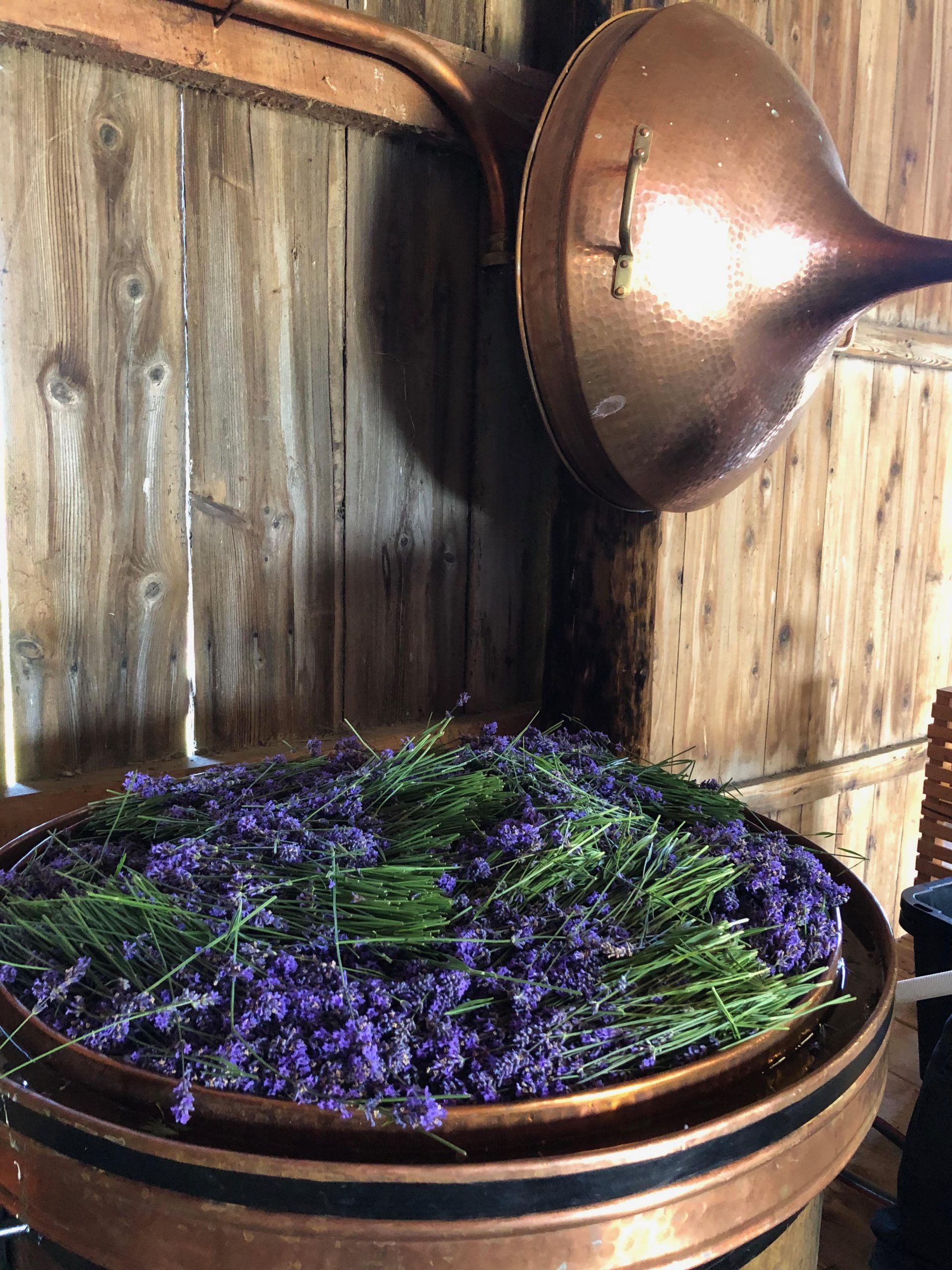 A filled still with angustifolia lavender at B&B Family Lavender Farm in Sequim, Washington