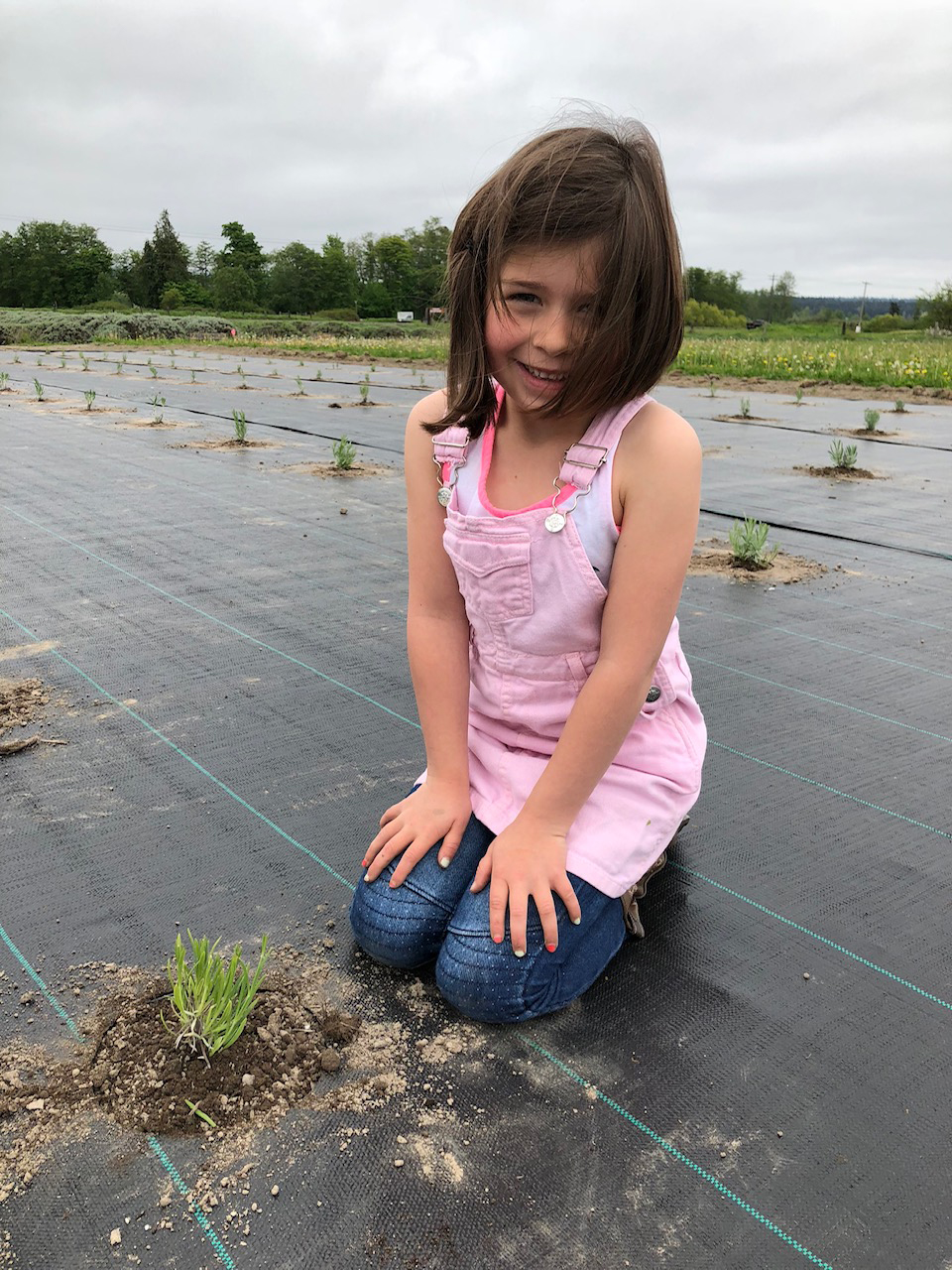 Harper Planting Lavender