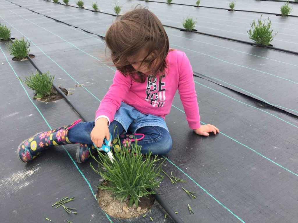 Harper Trimming Lavender Plants