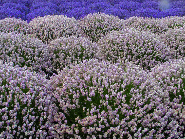 Hidcote Pink Lavender