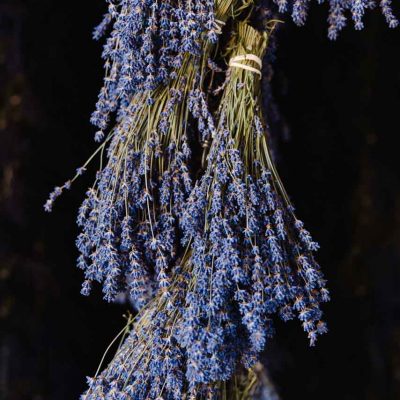 Lavender Hanging to Dry
