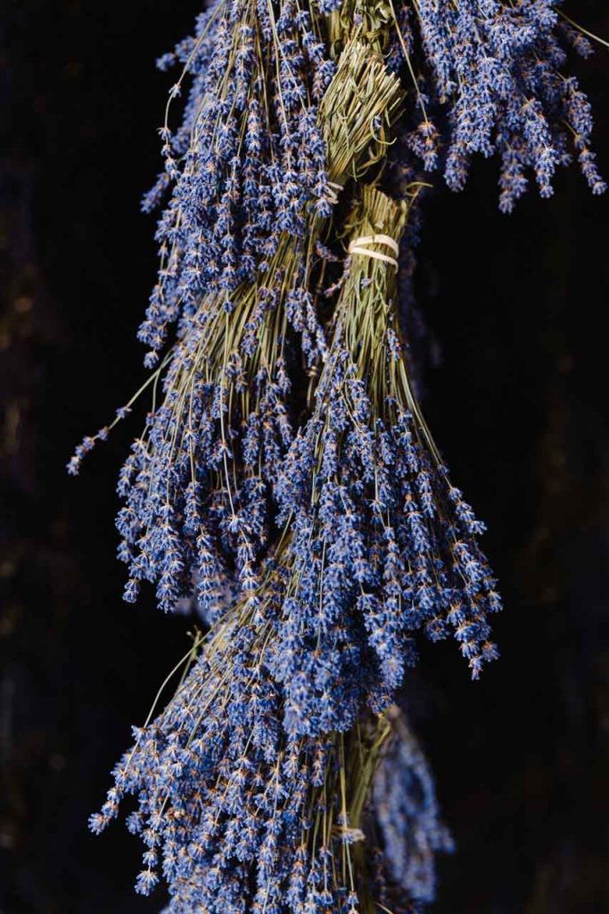 Royal Velvet Lavender hanging to dry in the barn at B&B Family Lavender Farm in Sequim, Washington