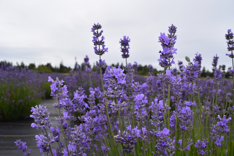 Maillette Lavender