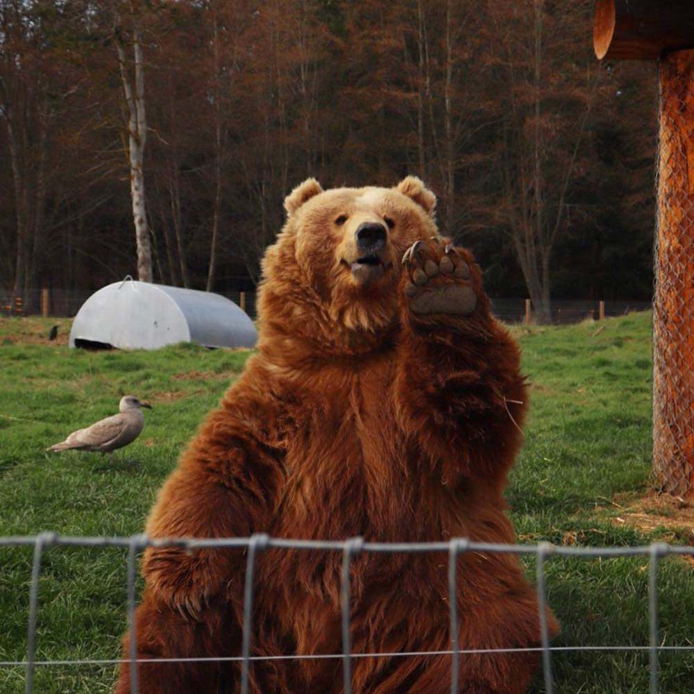 Olympic Game Farm bear