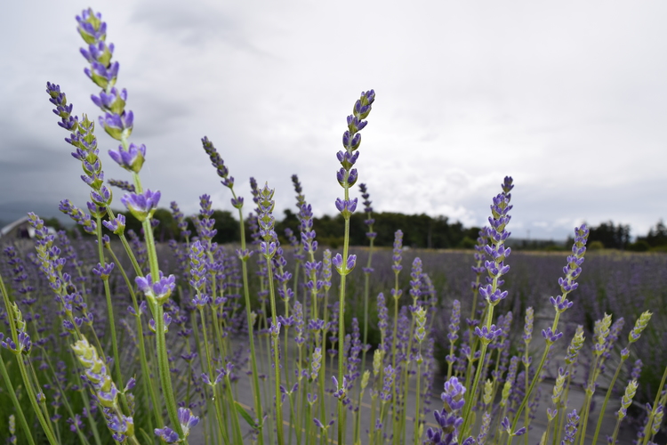 Lavandula angustifolia 'Royal Velvet' Culinary Lavender - Buy Online at  Annie's Annuals