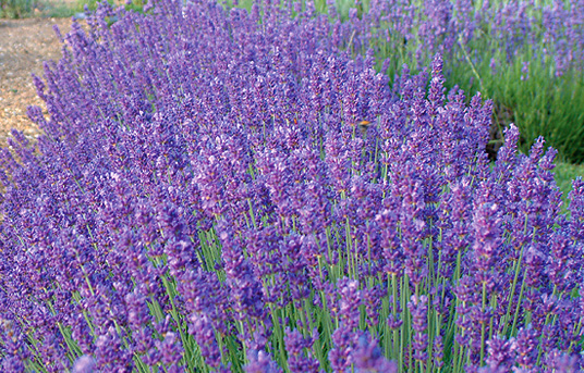 Seal lavender