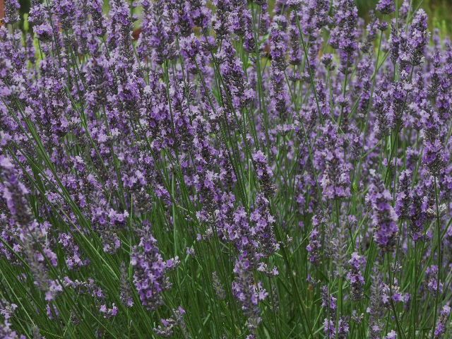 Super Lavender in Bloom