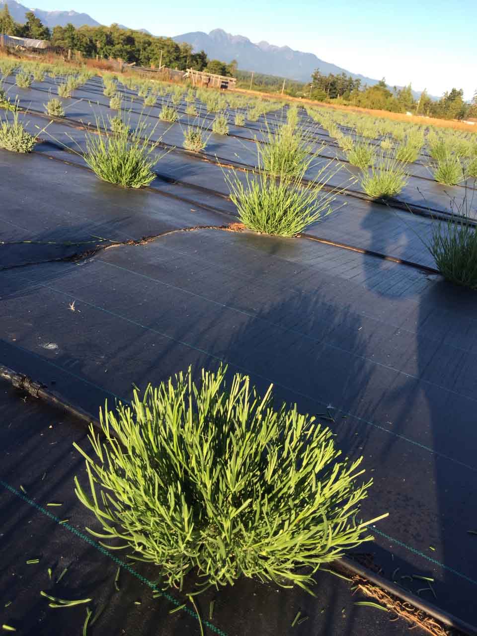 Sequim Lavender Bloom Calendar​