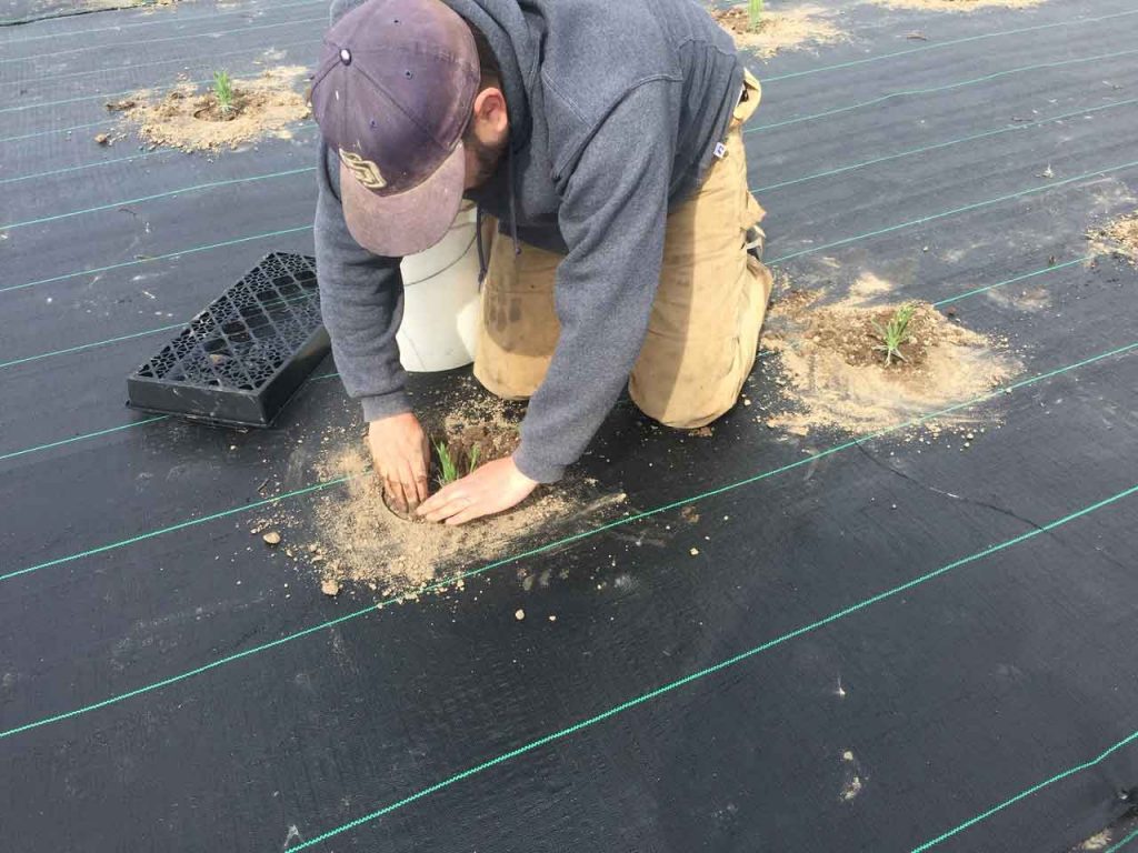 Zion Planting Lavender