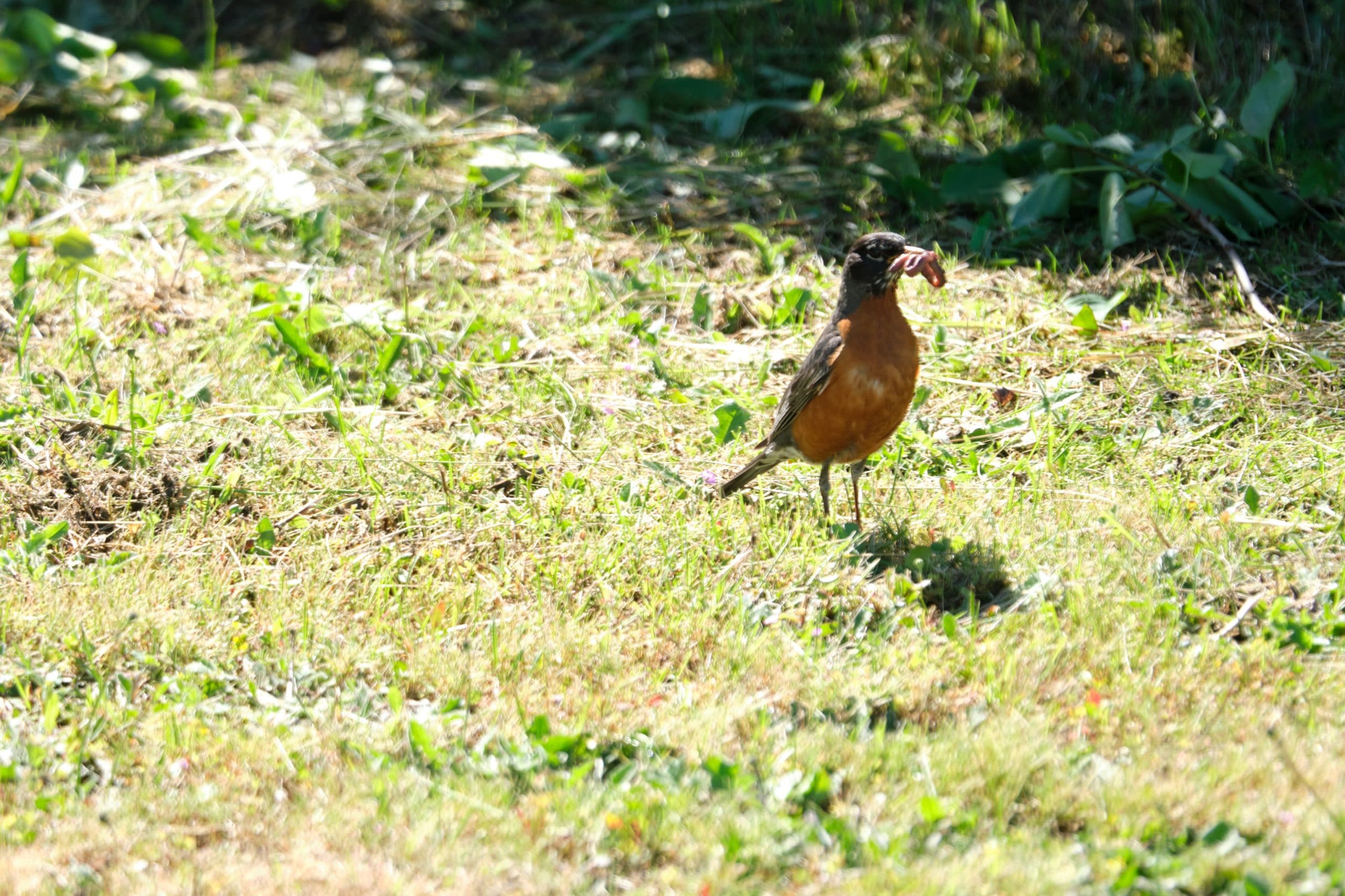 Robin Eating Lunch
