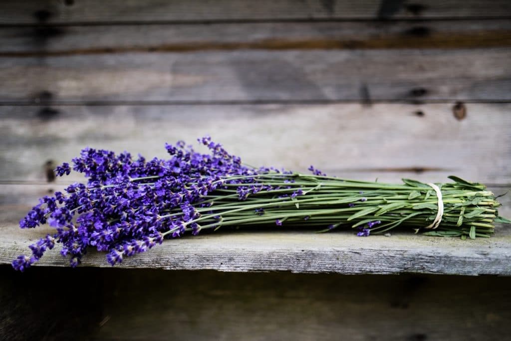 Fresh Lavender Bunch B&B Family Farm Sequim, WA