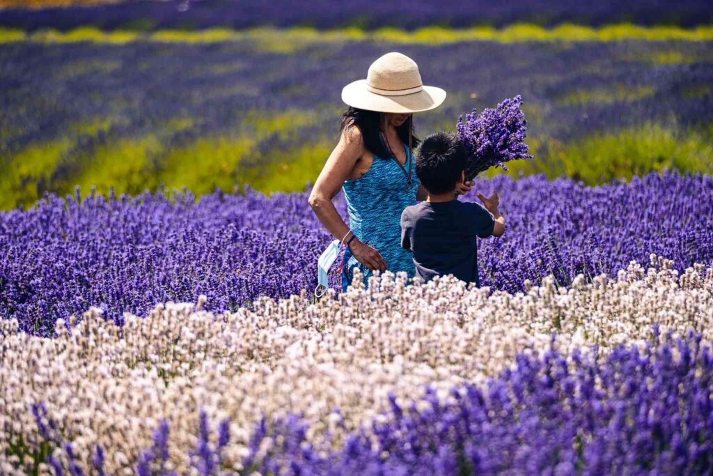 Sequim is Great for Lavender