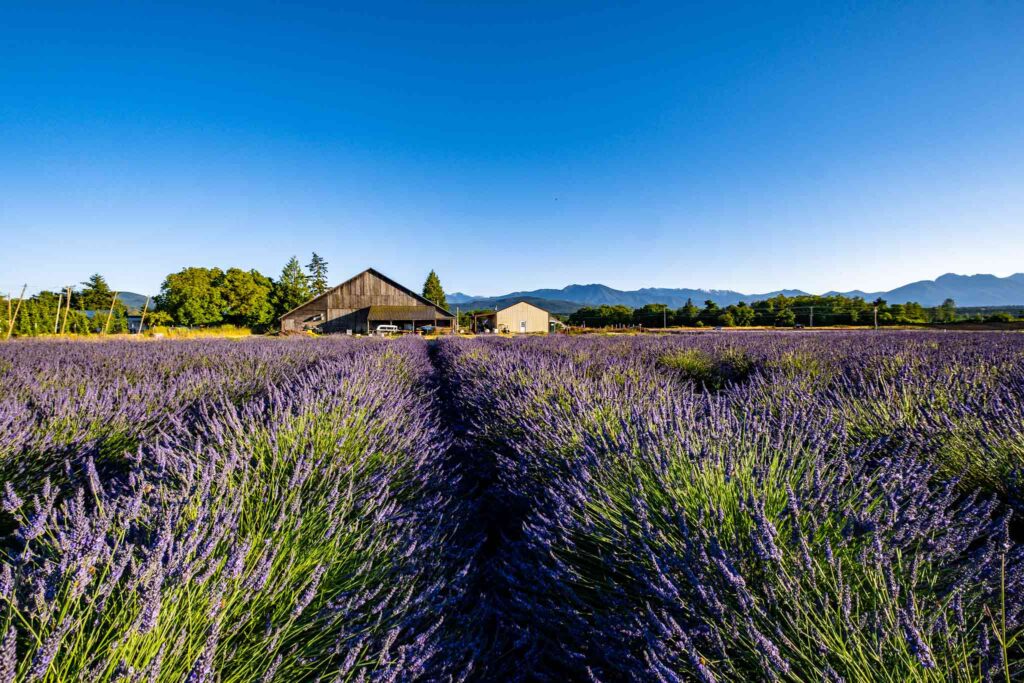 8 Best Lavender Farms to Visit in Sequim, Washington B&B Family Farm