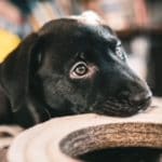 Melba the Dog