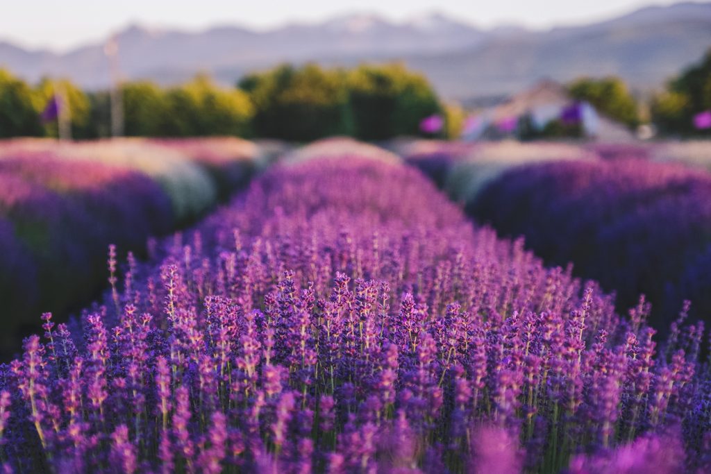 7 Best Lavender Farms to Visit