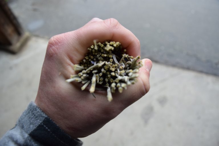 How to Dry Lavender? B&B Family Lavender Farm