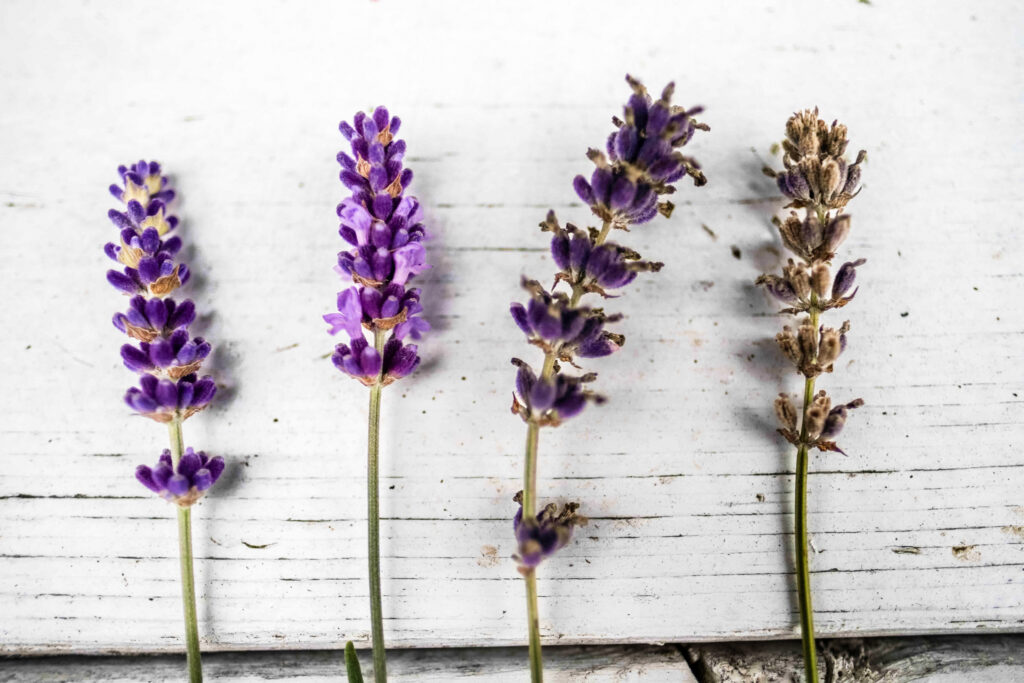 Harvest Lavender