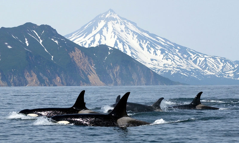 Whale Watching Tours