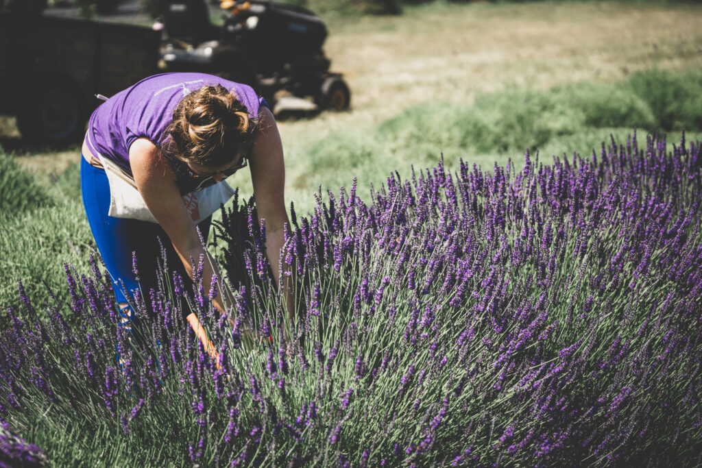 How Lavender Is Harvested