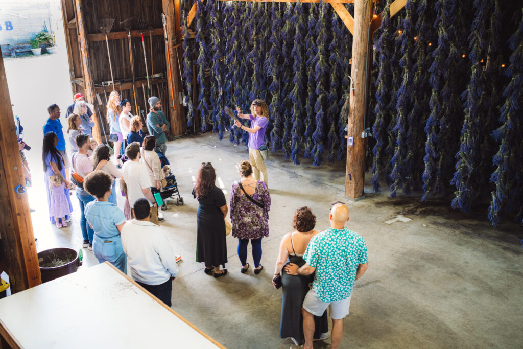 Sequim's Largest Lavender Farm