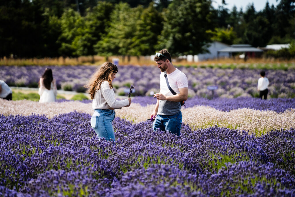 B&B Family Lavender Farm