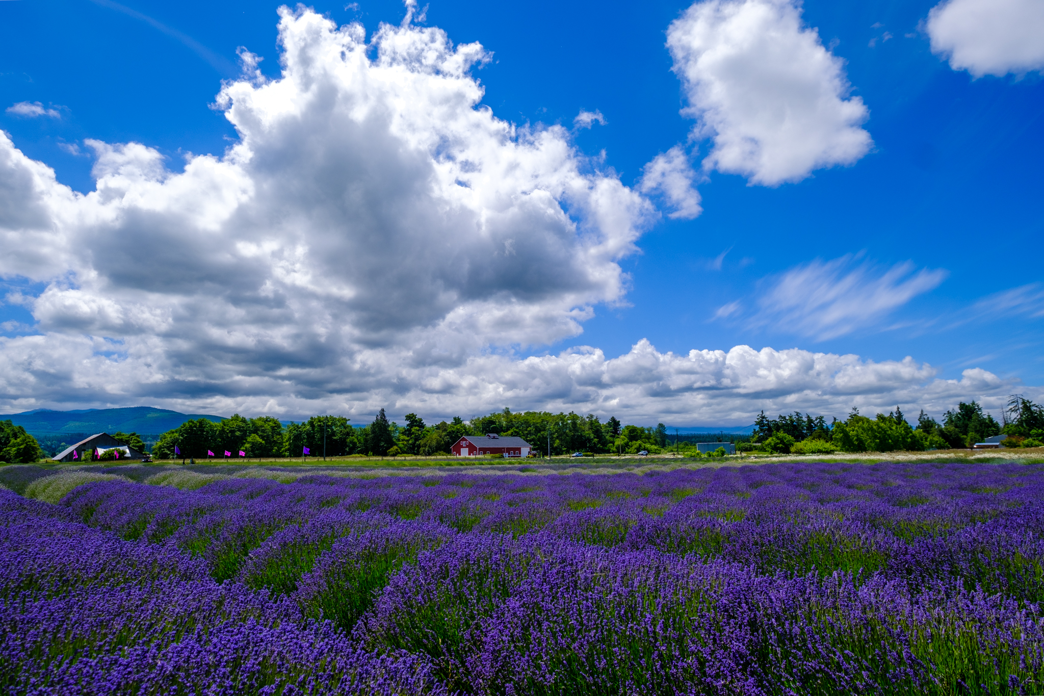 Olympic Mountains and Lavender
