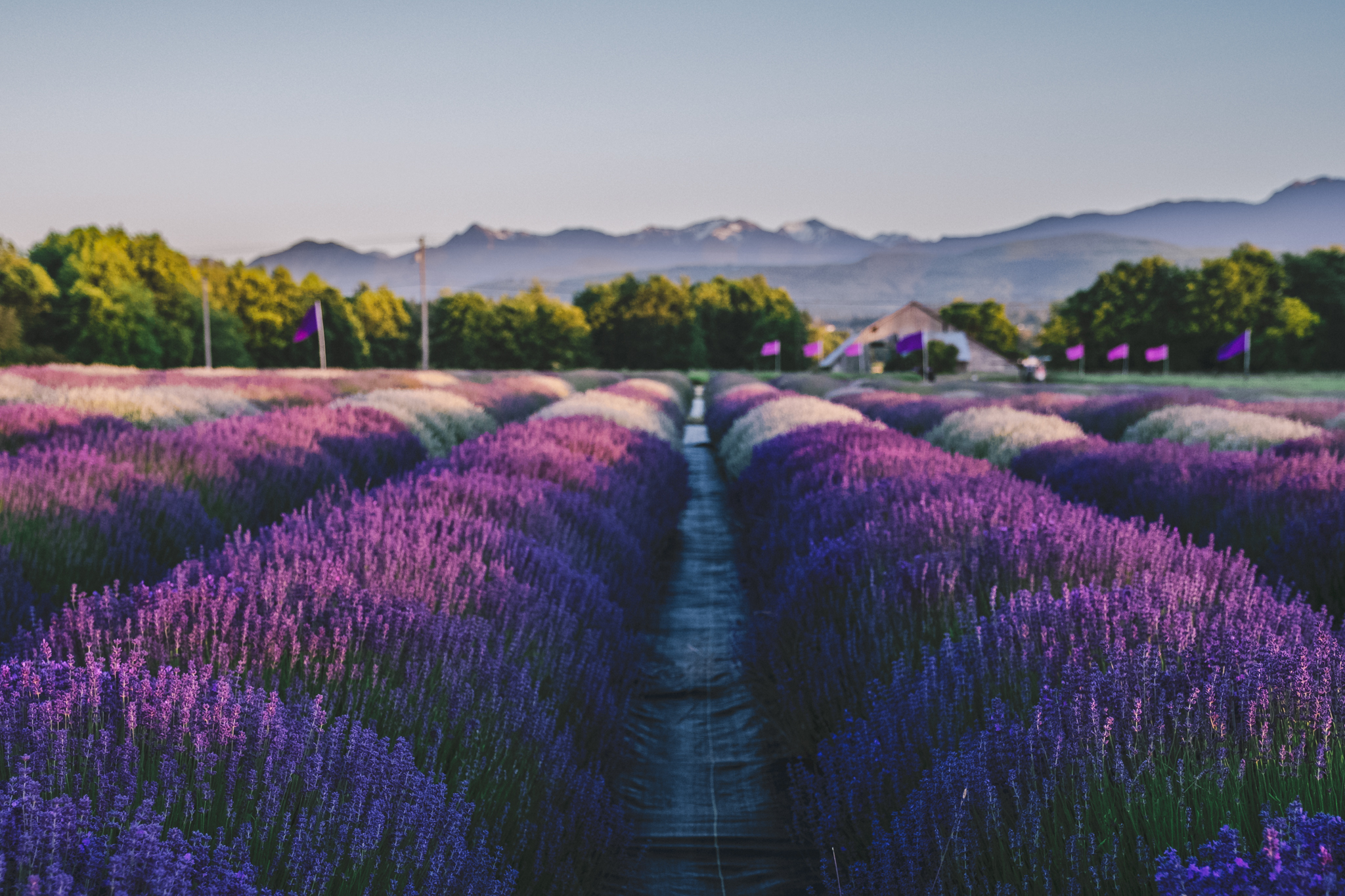 Full bloom of a field of mixed angustifolia lavender varieties at B&B Family Lavender Farm in Sequim, Washington