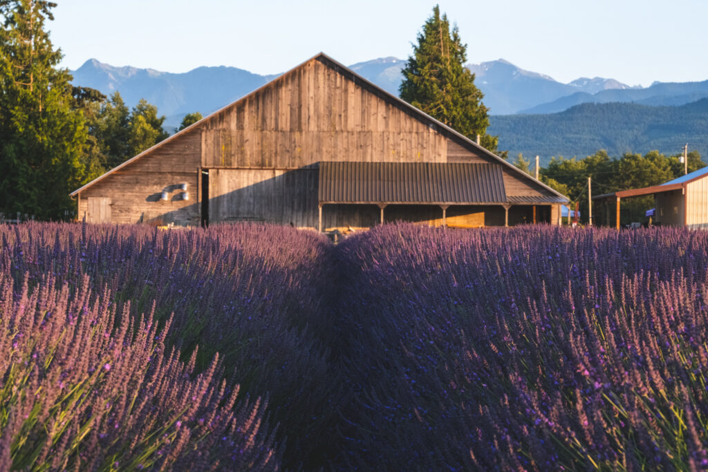 B&B Family Lavender Farm photo 8