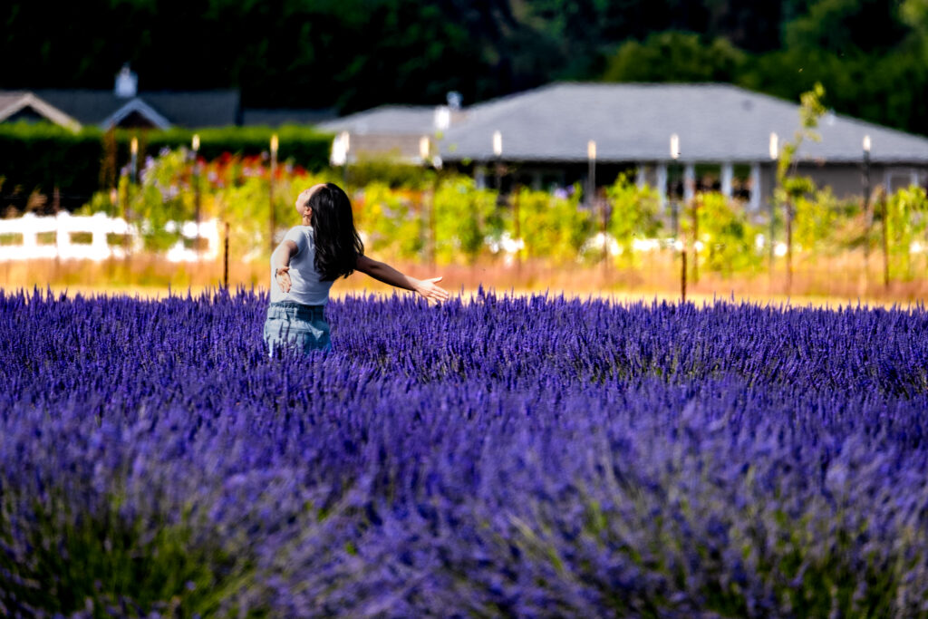 Best Time to See Lavender in Sequim Washington