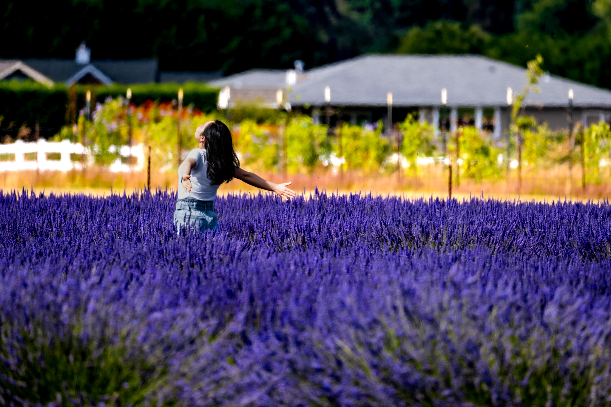 Best Time to See Lavender in Sequim Washington
