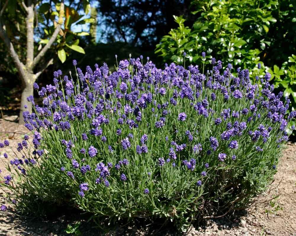 Lavender Varieties at B&B Family Farm (Sequim Lavender Guide)