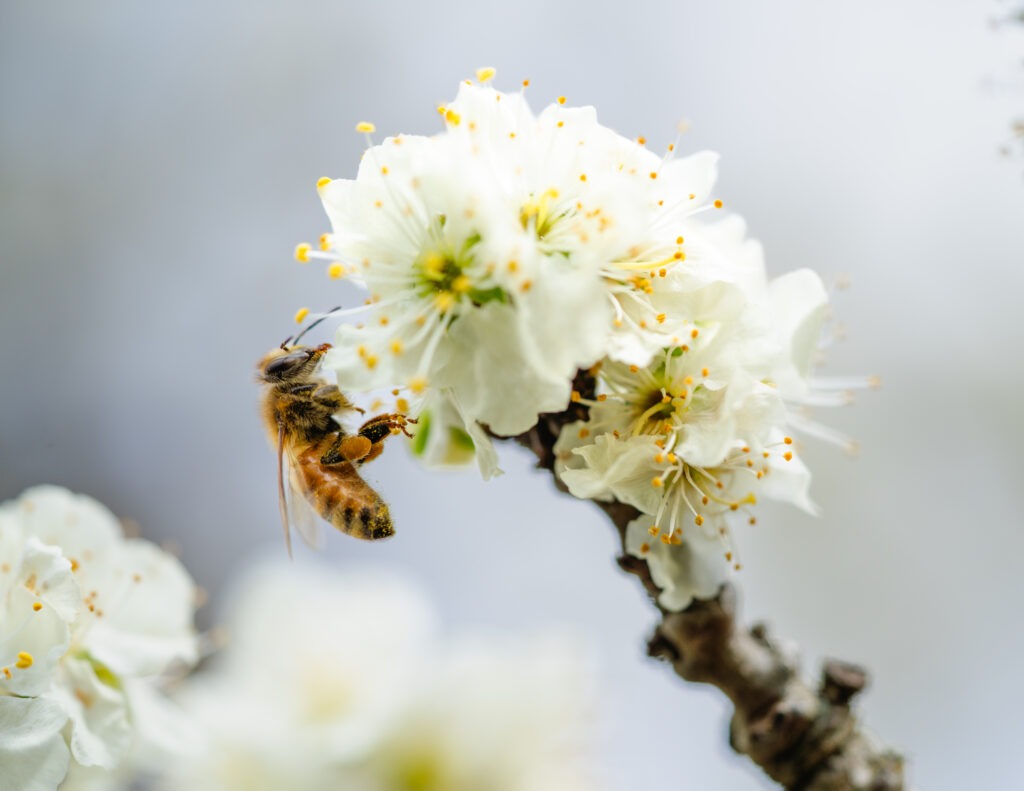 Are There Bees at Lavender Farms? (What to Know About Allergies)