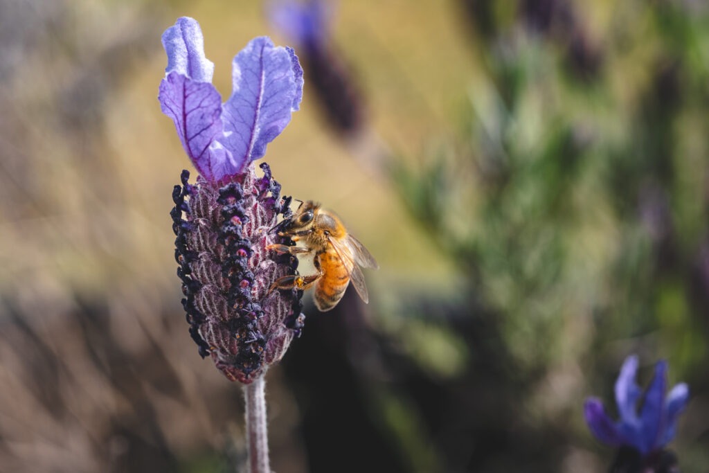 Are There Bees at Lavender Farms? (What to Know About Allergies)