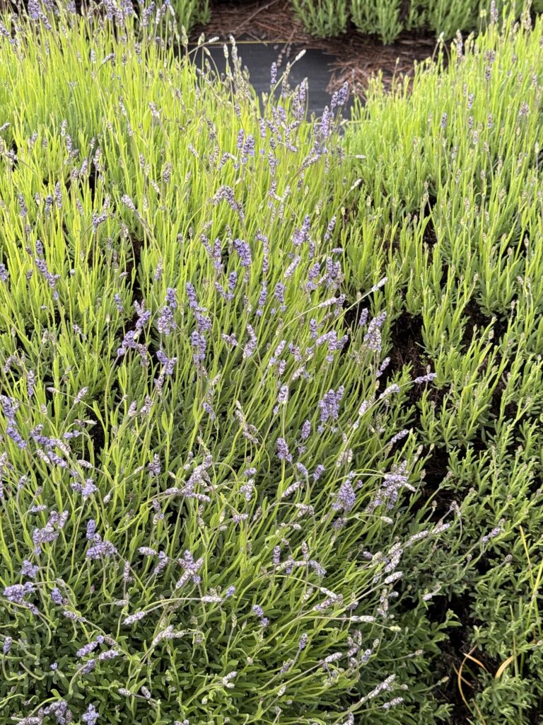 Lavender Color Showing May 27 at B&B Family Farm in Sequim Washington